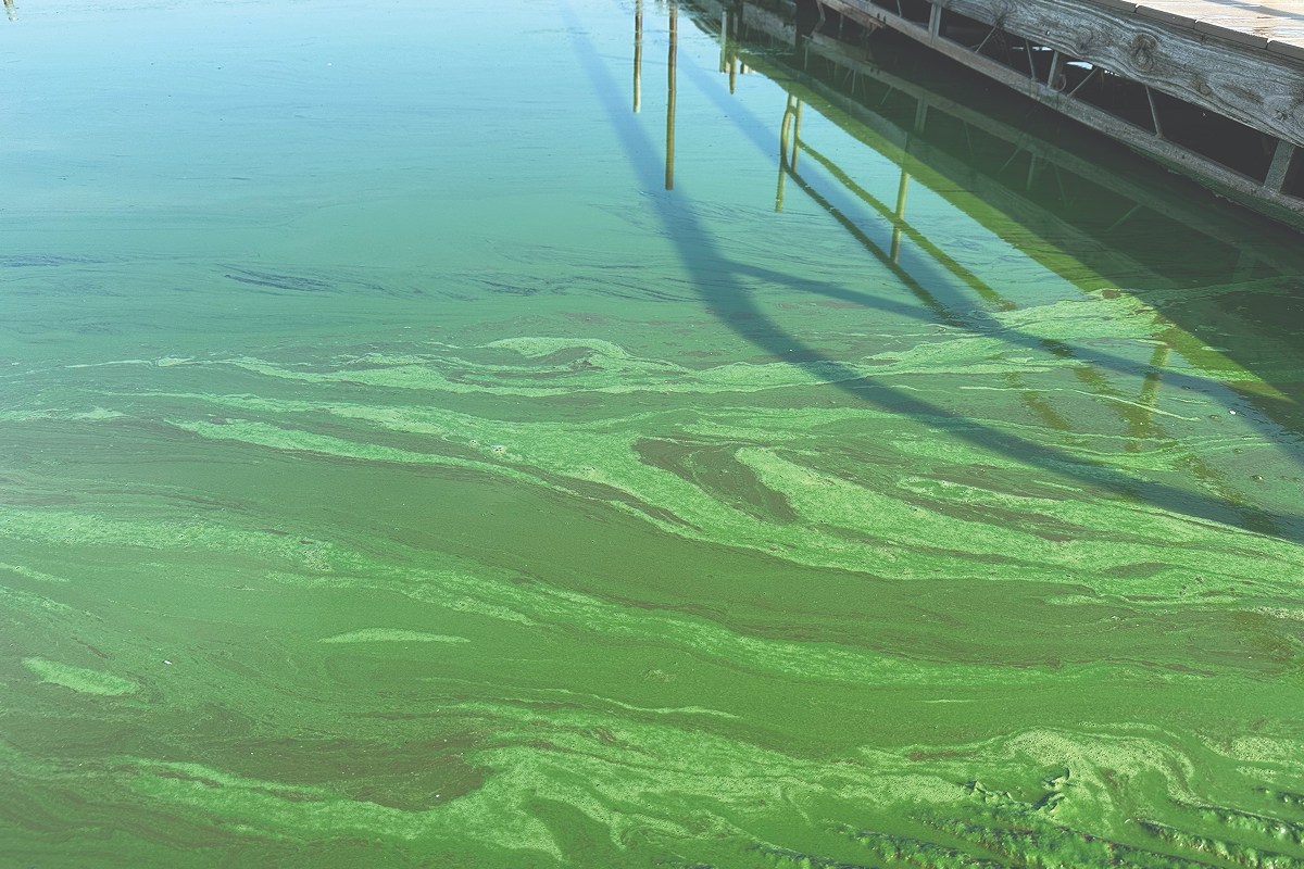 algae blooms on the water surface